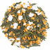 Japon Genmaicha