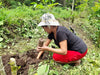 Ceiba