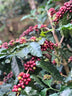 Malabar